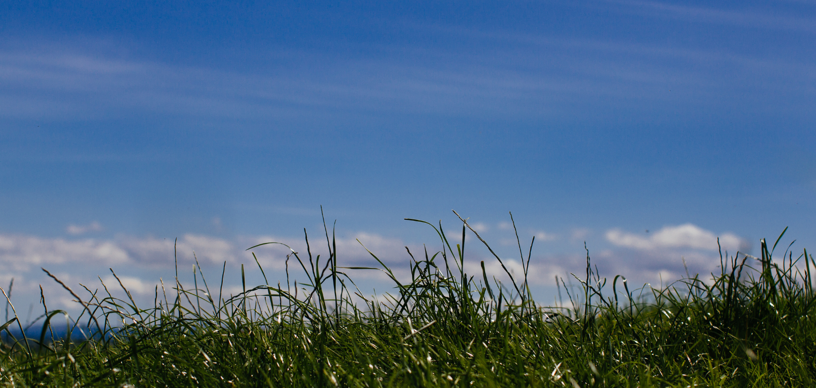 Shannon Vale Foods logo