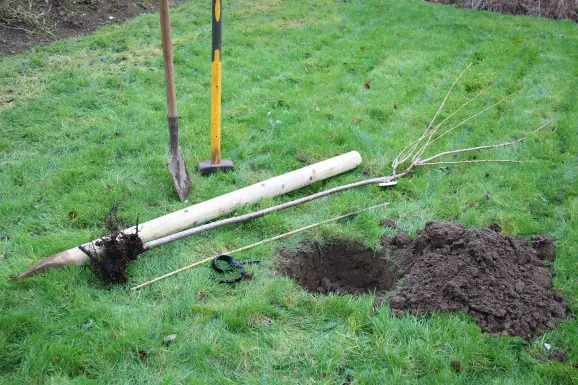 preparing to plant bare-rooted tree