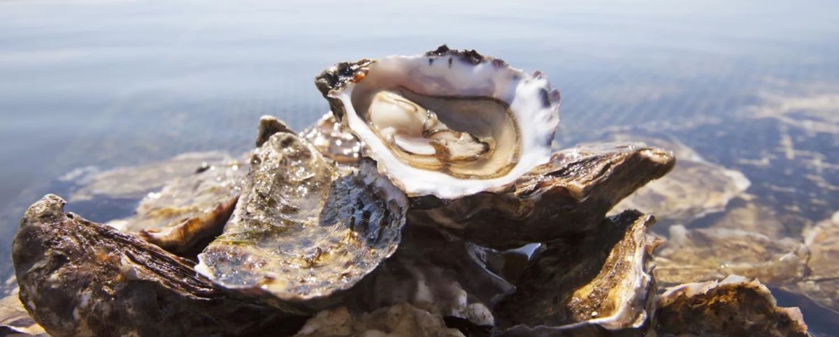 Oysters arranged beside the water