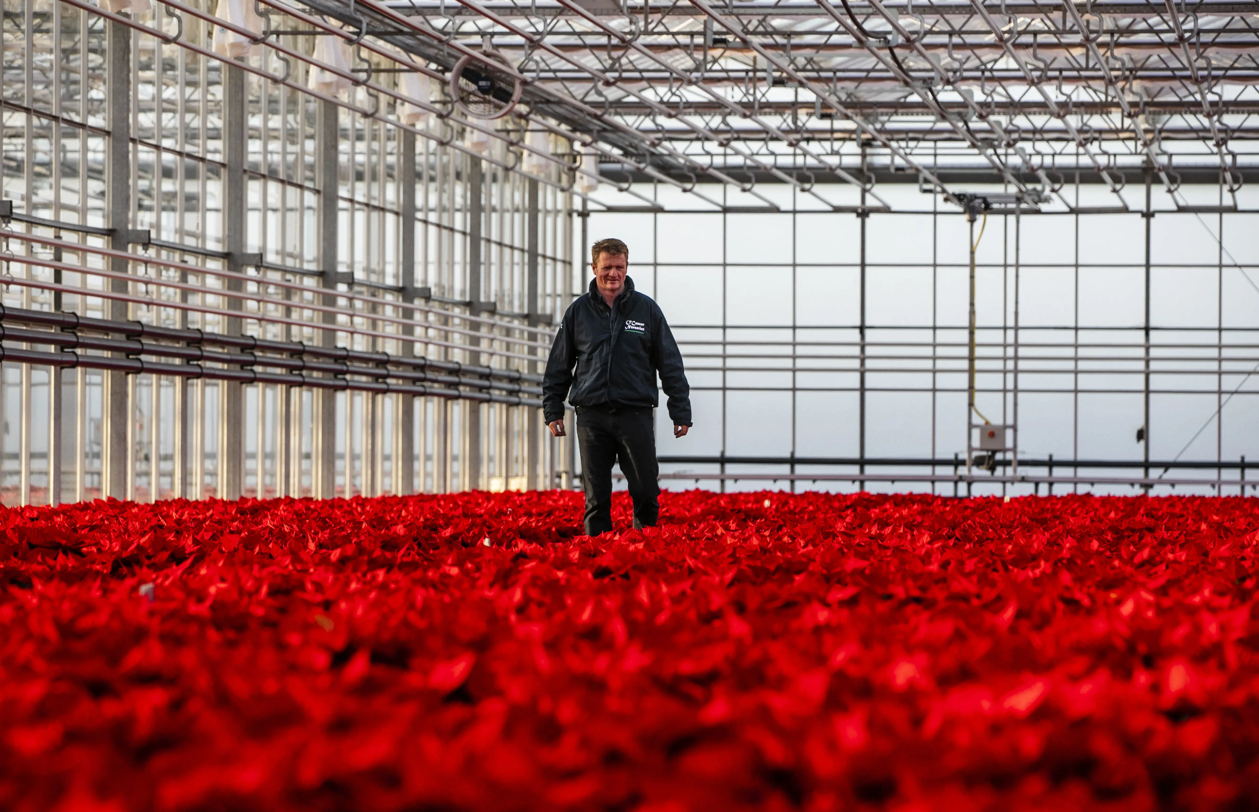 Jim O Connor proudly walking through his field of poinsettias