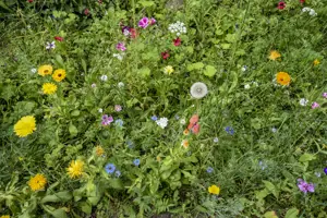 3 Simple Ways To Add Biodiversity To Your Garden