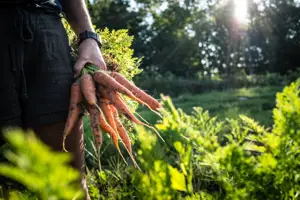 A person holding a bunch of carrots that have been freshly pulled from the ground, with specs of soil still on them. The person stands in a bright field.