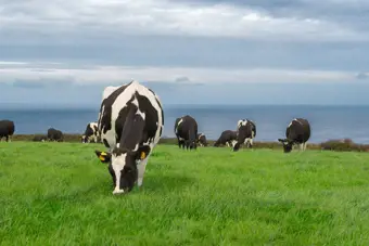 Irish dairy’s green advantage