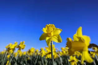 Daffodils against blue sky