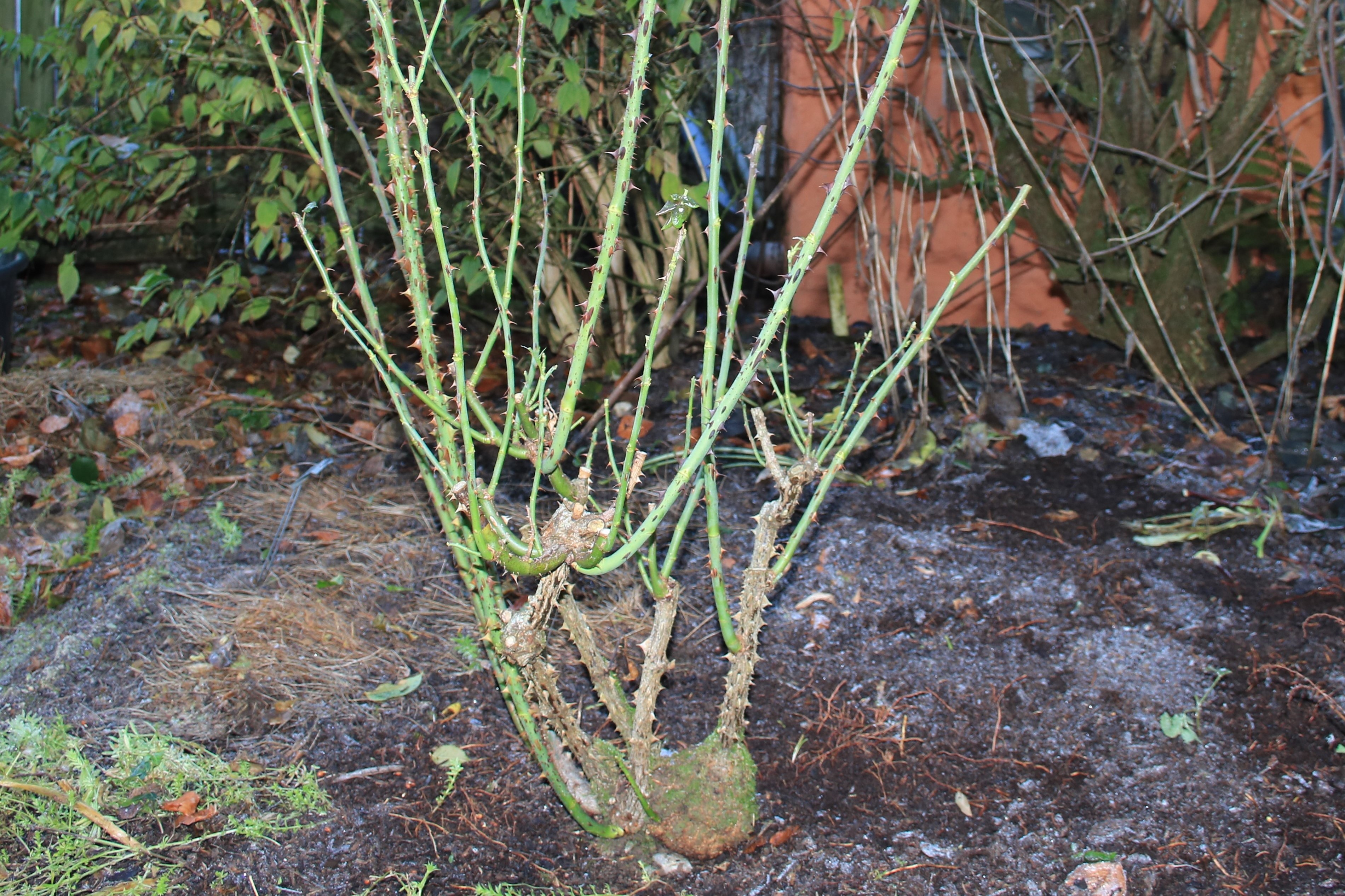 PIC 1 - IMG_4451.JPG