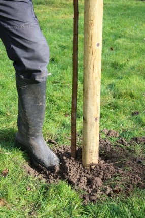 firm in soil around planted tree
