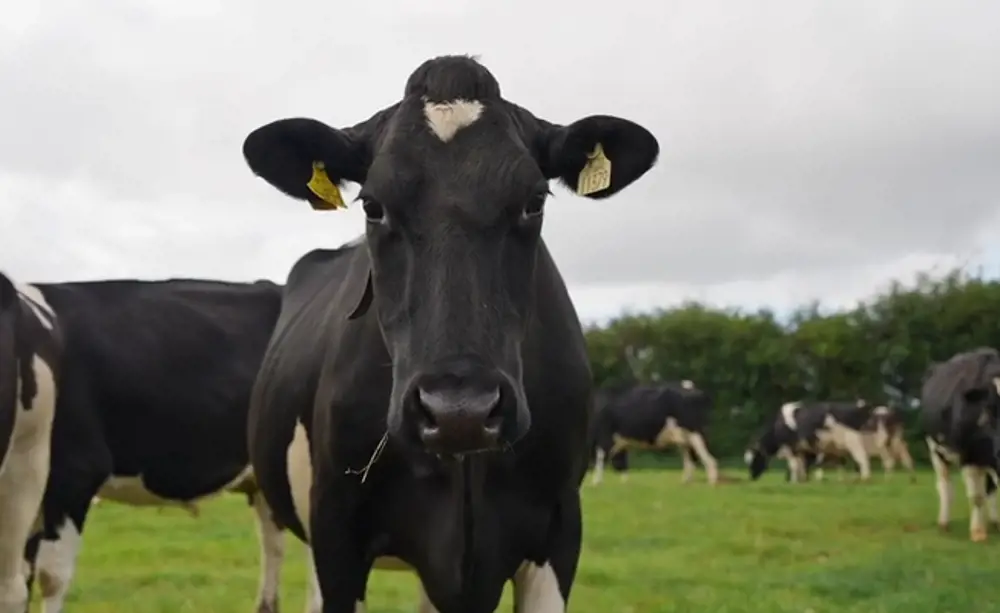 Dairy Cow in Field