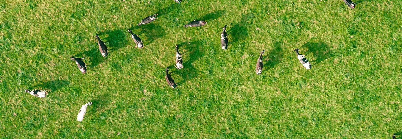 Cows in a green field