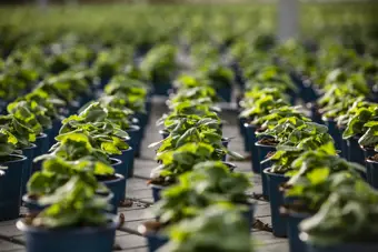 Reap What You Sow! Get To Know The Physical And Mental Health Benefits Of Gardening