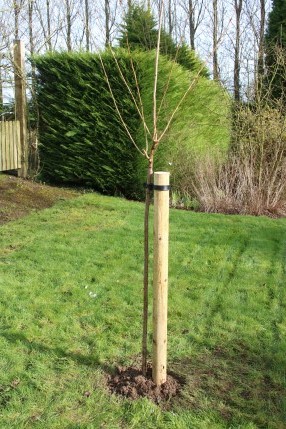 a freshly planted bare-rooted tree