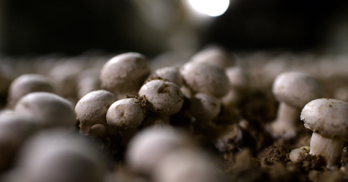 Kerrigan's Mushrooms logo