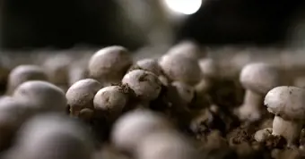 Mushrooms