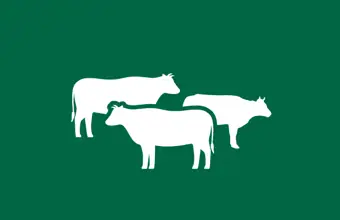 Cattle Throughput