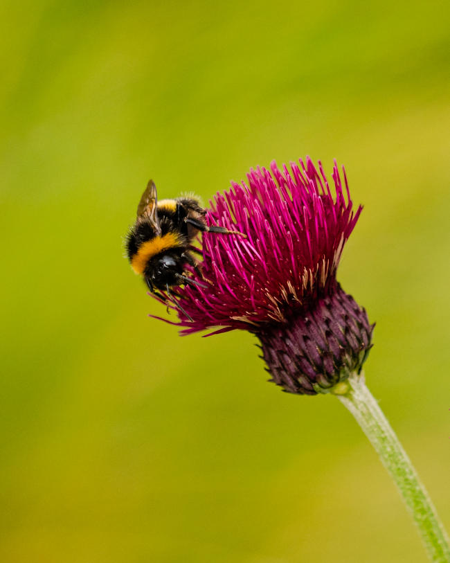 bumble bee on a pink flower in a field