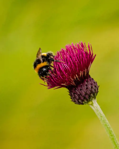 bumble bee on a pink flower in a field