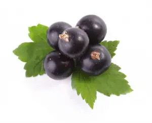 Blackcurrants