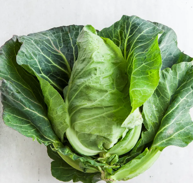 Cabbage