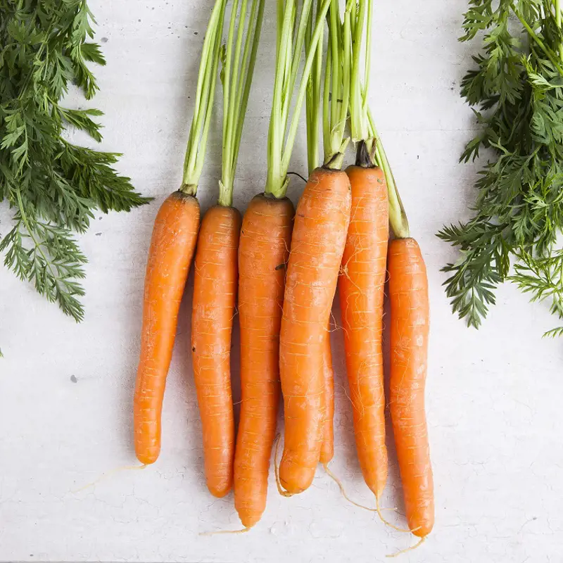 Carrot