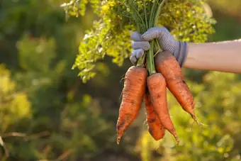 Horticulture