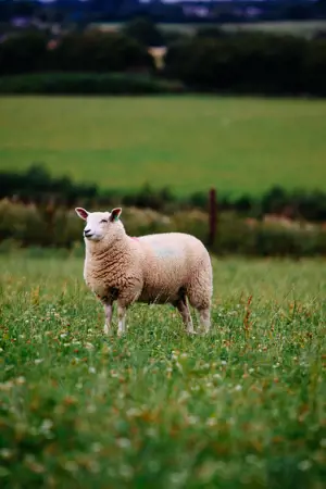 Meeting Sheep Market Specifications