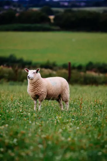 Meeting Sheep Market Specifications