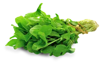Basil
