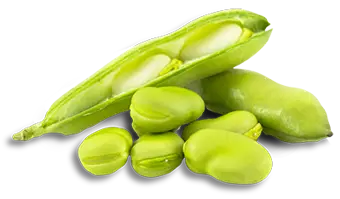 Broad Beans