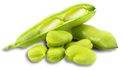 Broad Beans