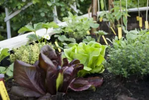 Grow Guide: Lettuce