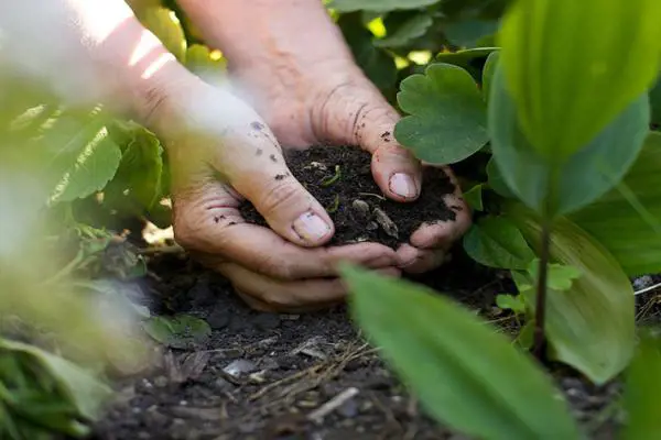 composting.jpeg