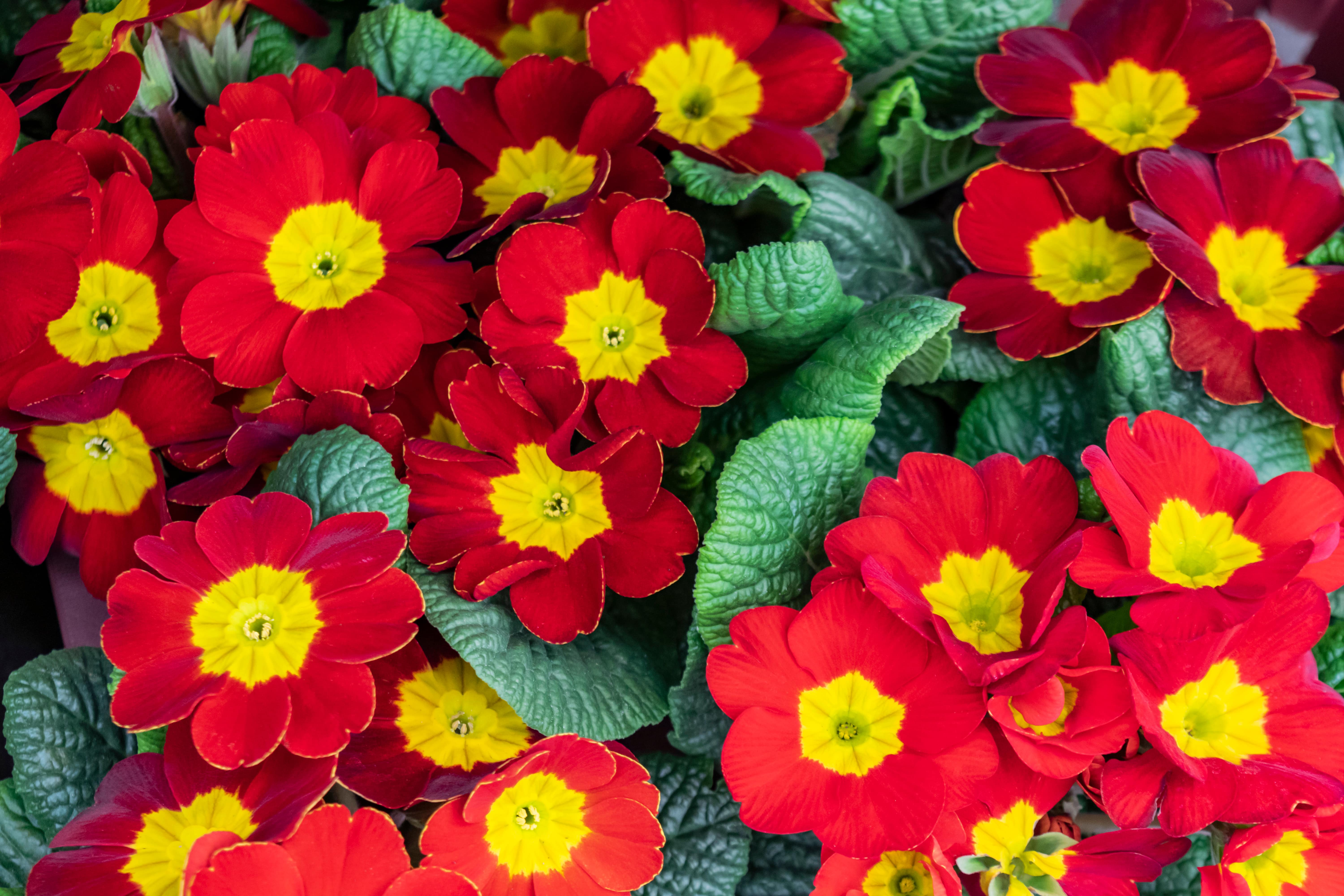 shutterstock_1622999053_red_primrose[1]-min.jpg