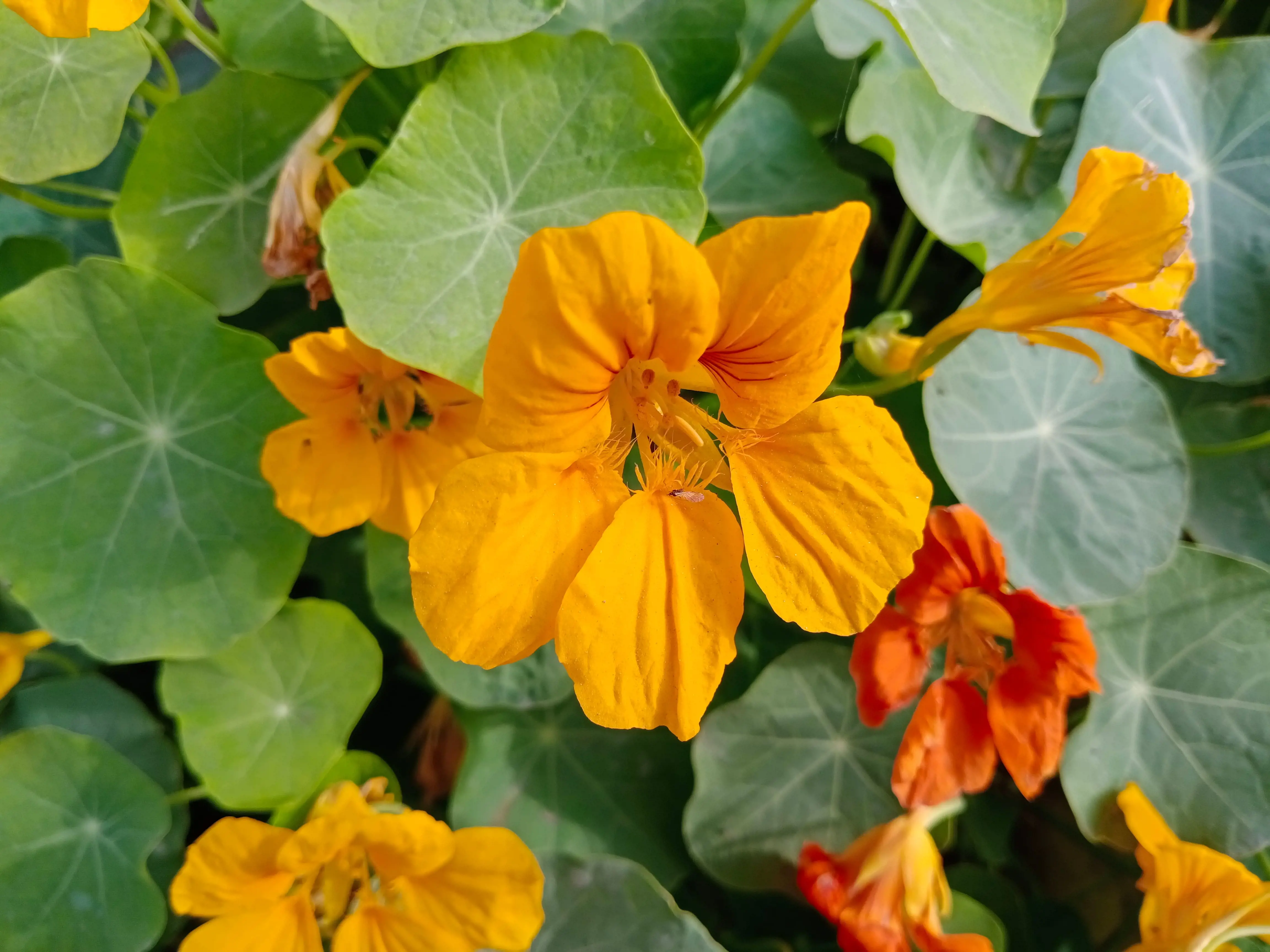 shutterstock_1938229225 Nasturtium-min.jpg