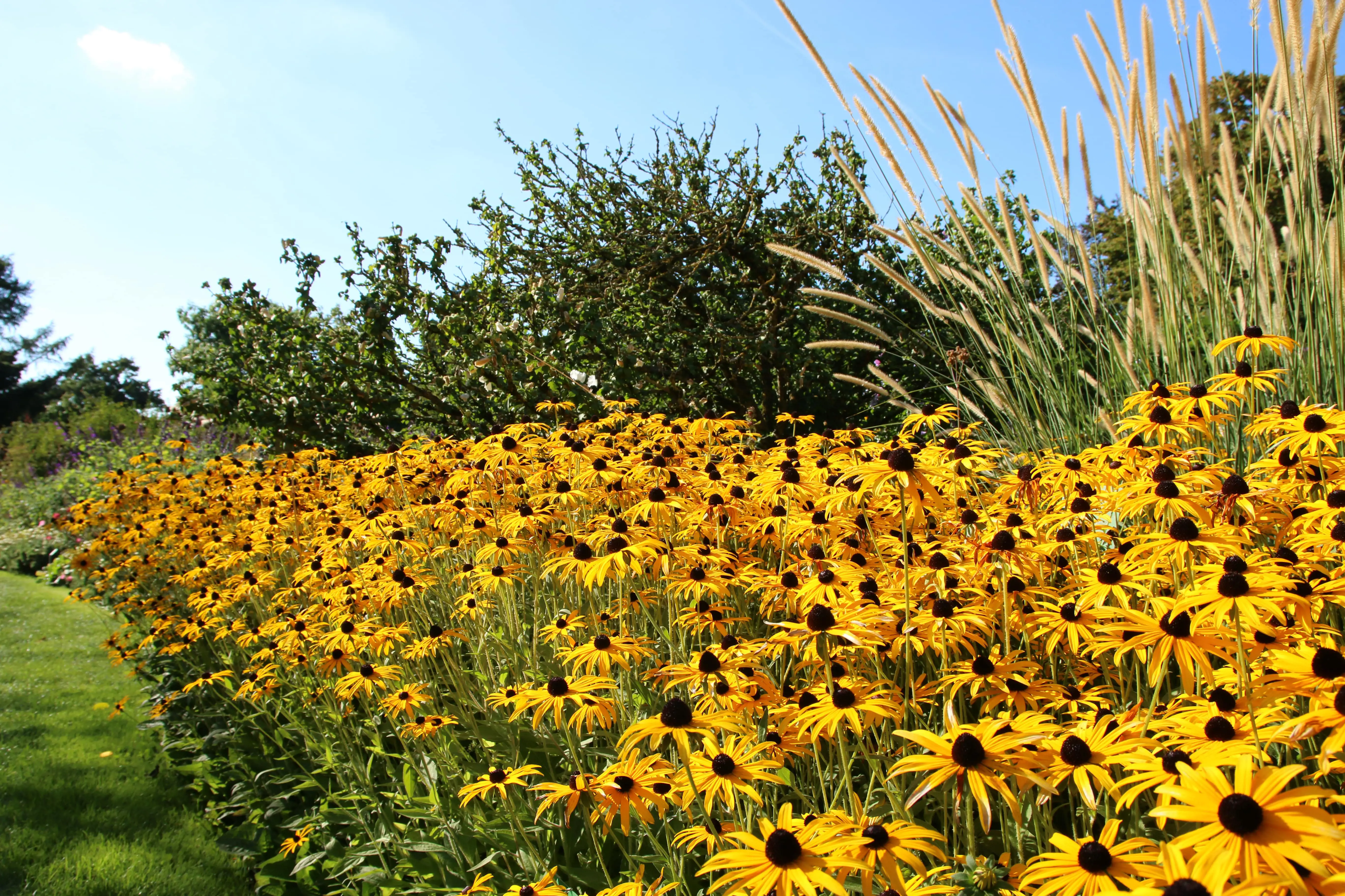 shutterstock_1031073568 Rudbeckia Goldsturm-min.jpg