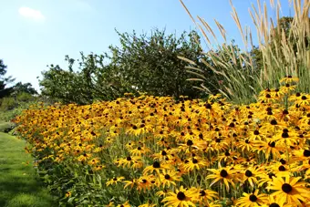 July Gardening