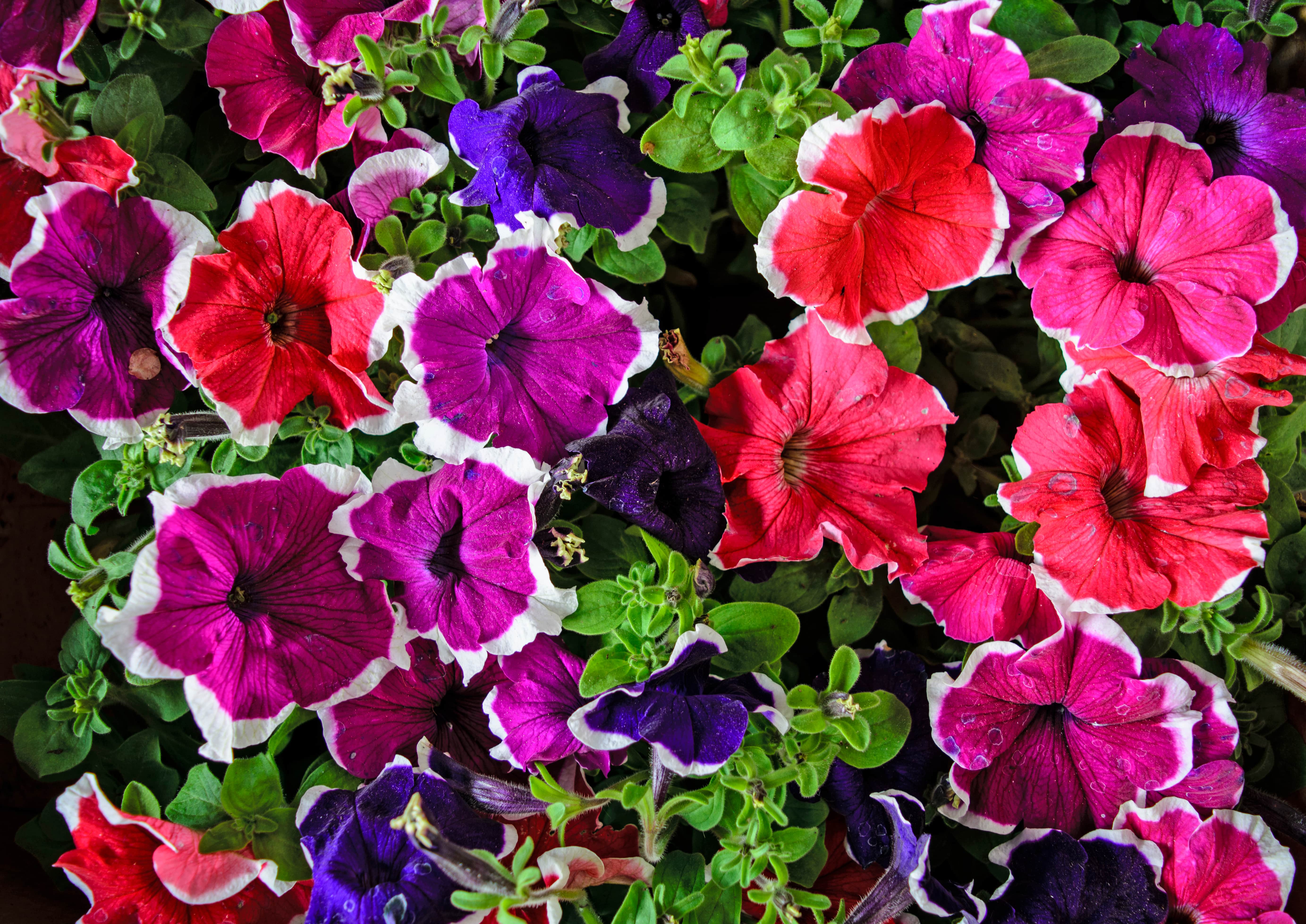shutterstock_1273056112 Petunia-min.jpg