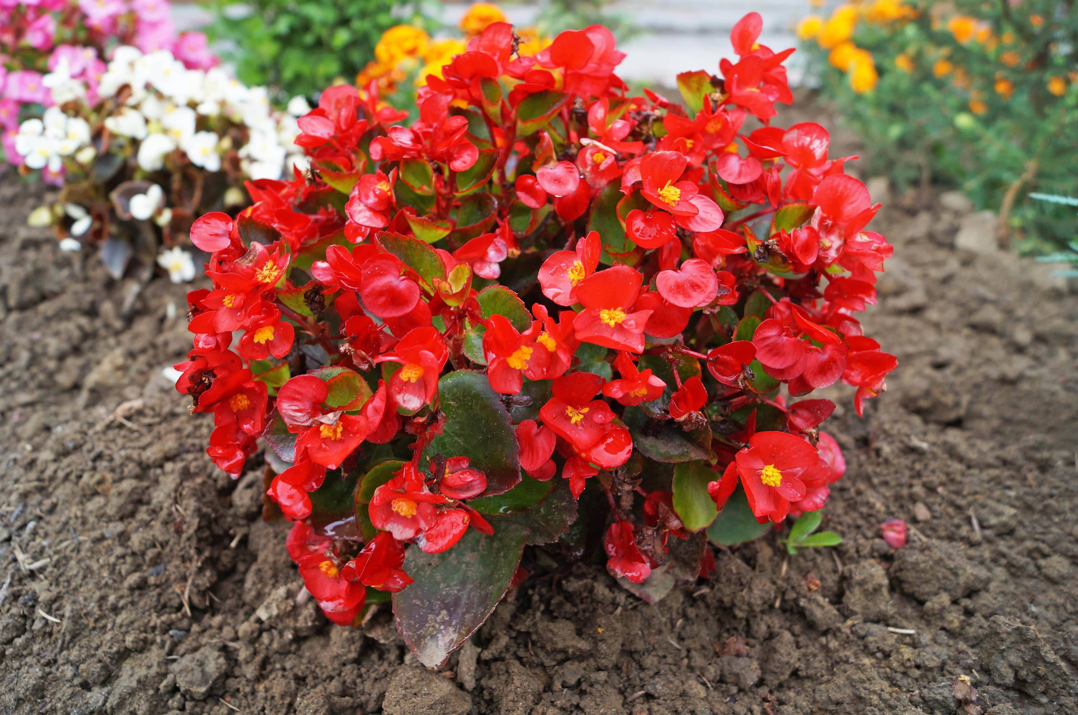 shutterstock_1738669535 Begonia-min.jpg