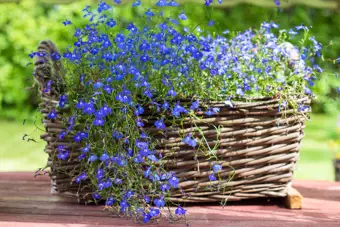 June Gardening