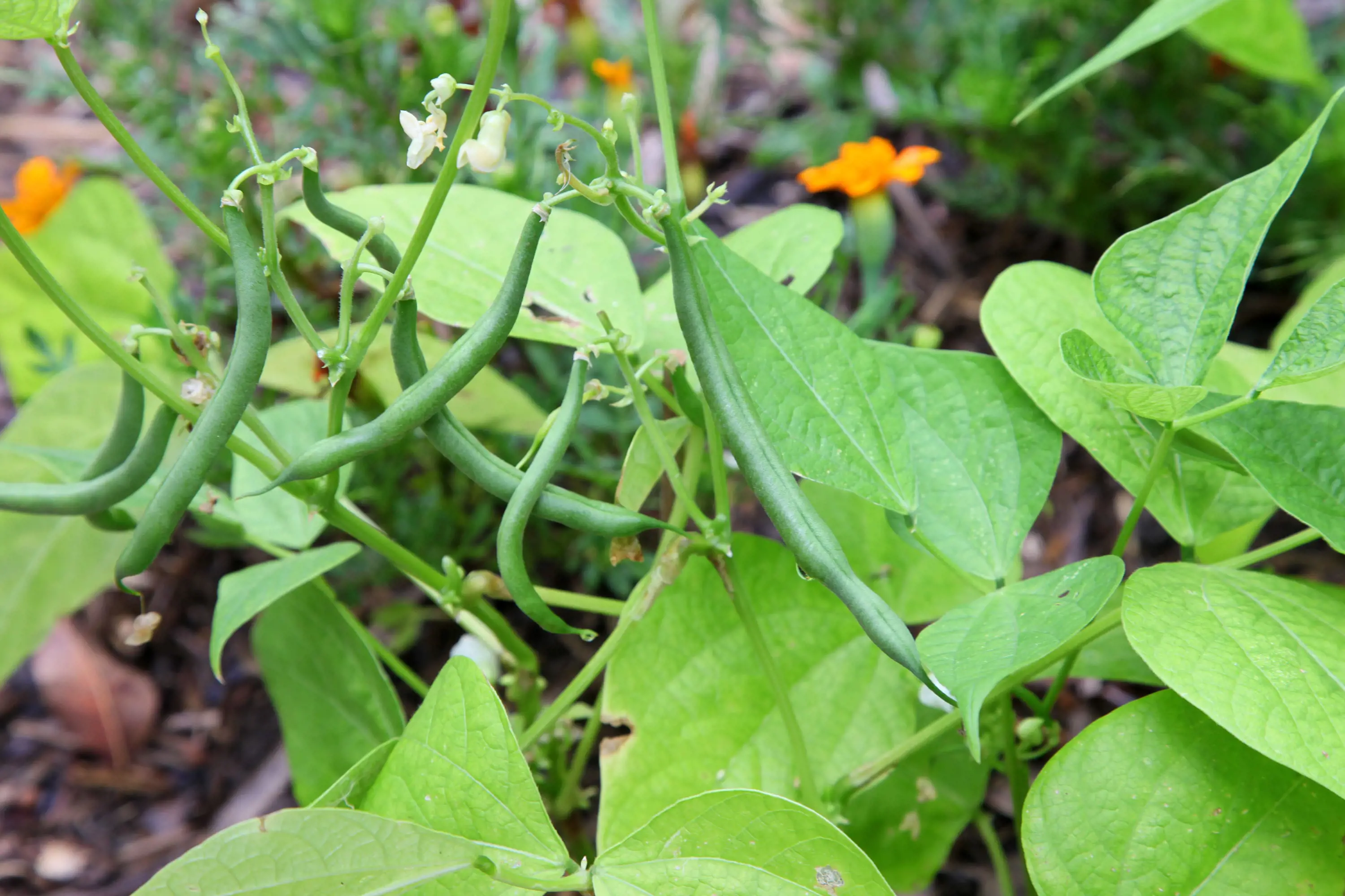 shutterstock_390786850 French beans-min.jpg