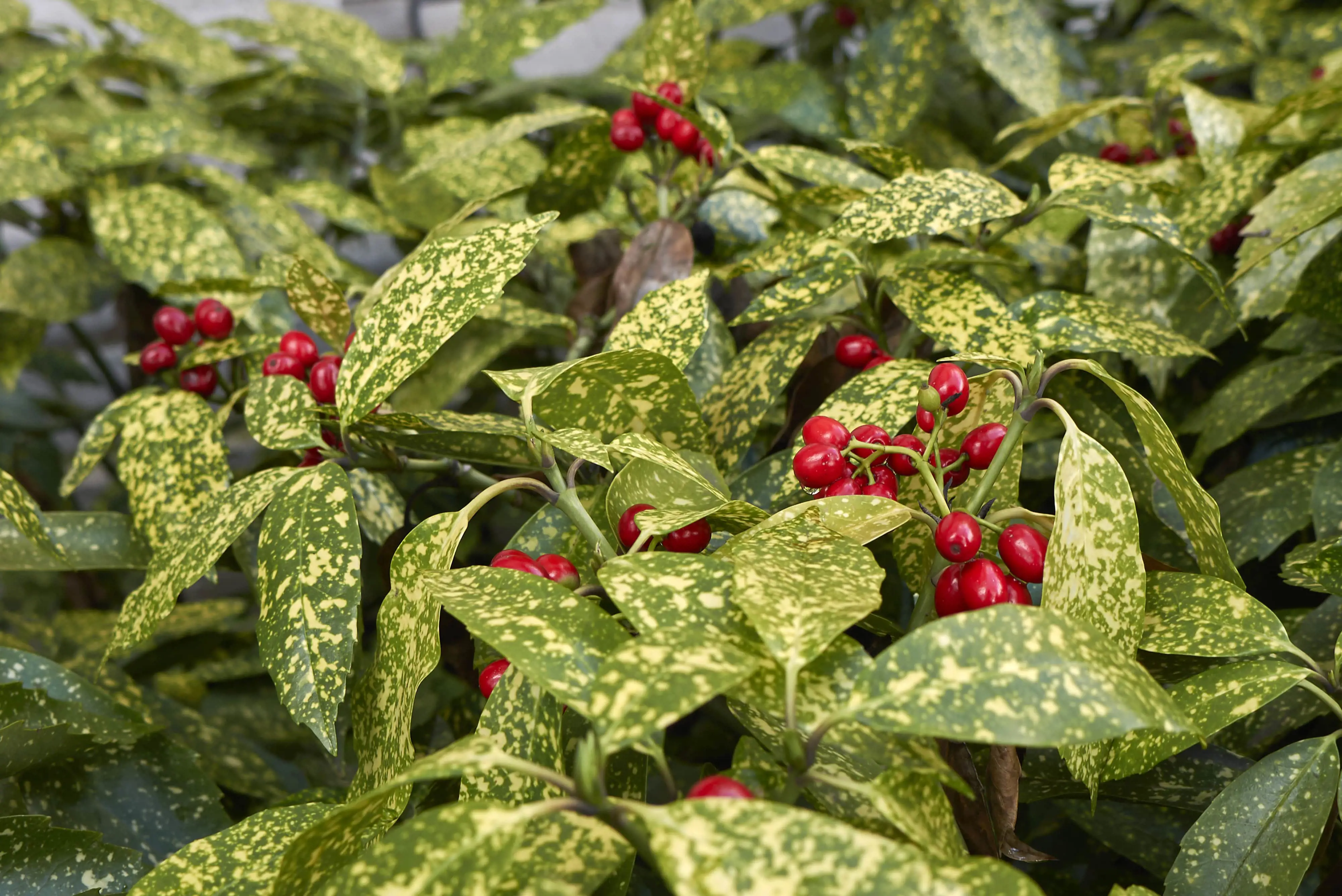 shutterstock_427369720 Aucuba Japonica-min.jpg