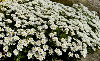 March Gardening