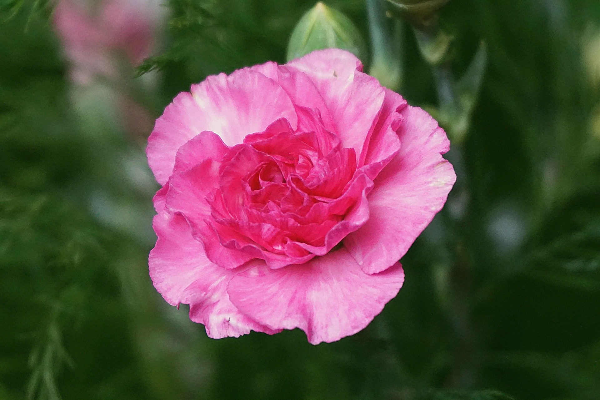 garden-carnation-5968228_1920.jpg