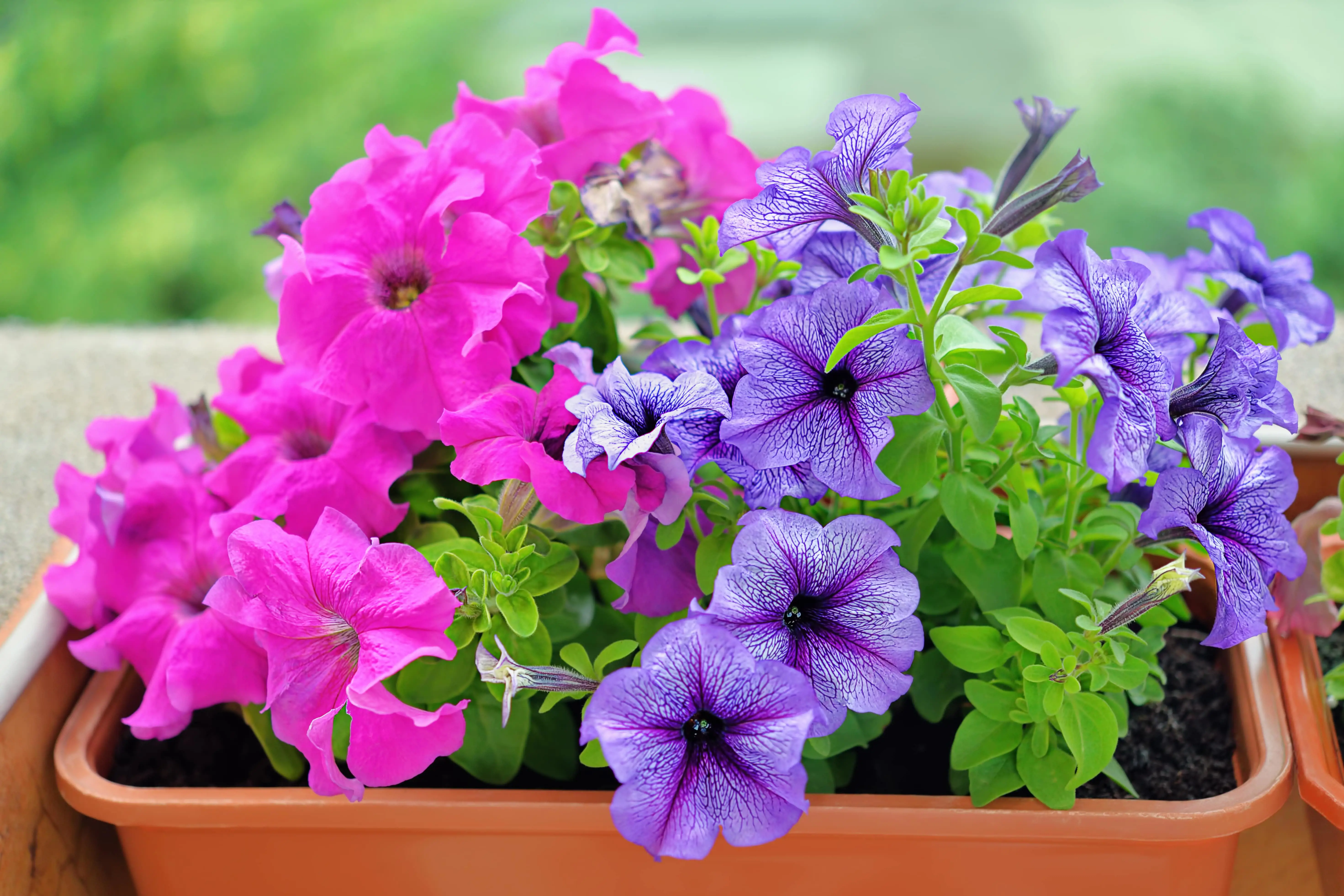 shutterstock_1178503108 petunia-min.jpg