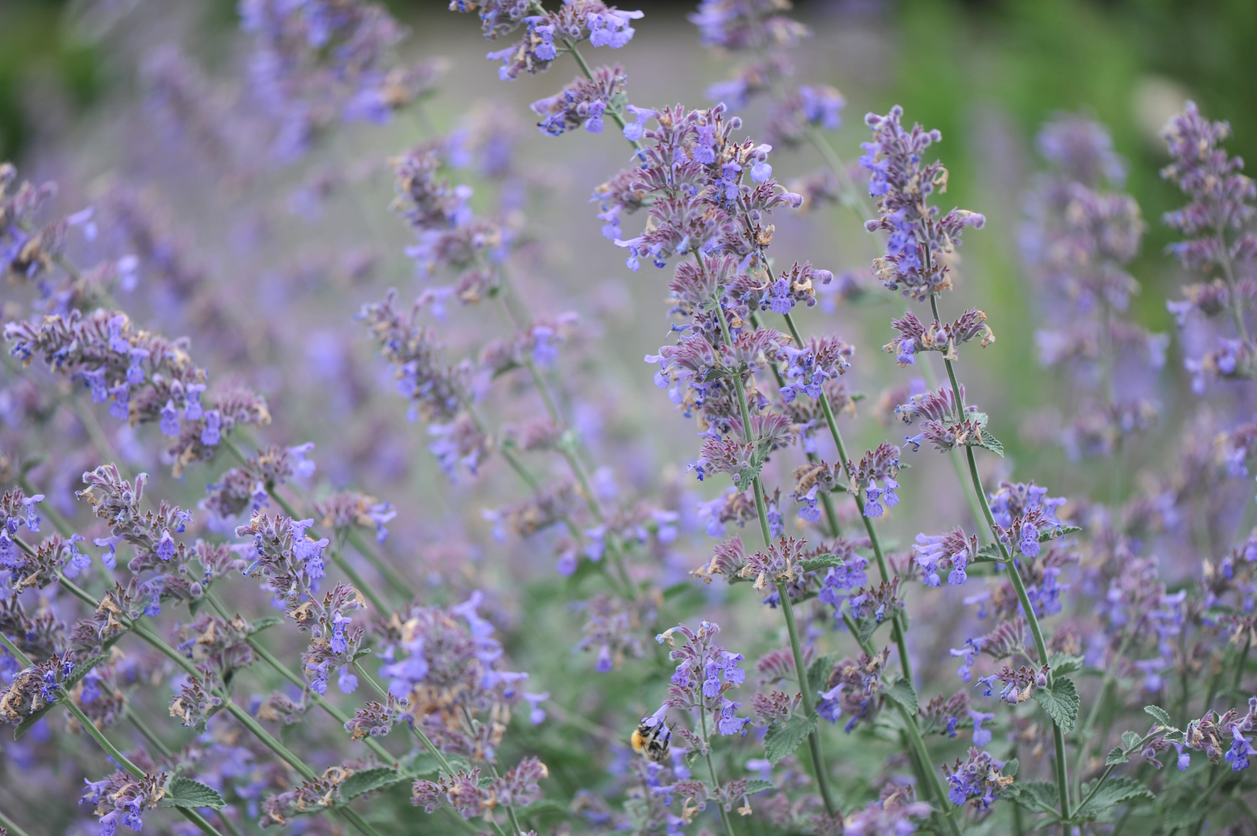 shutterstock_1761366743 Nepeta-min.jpg