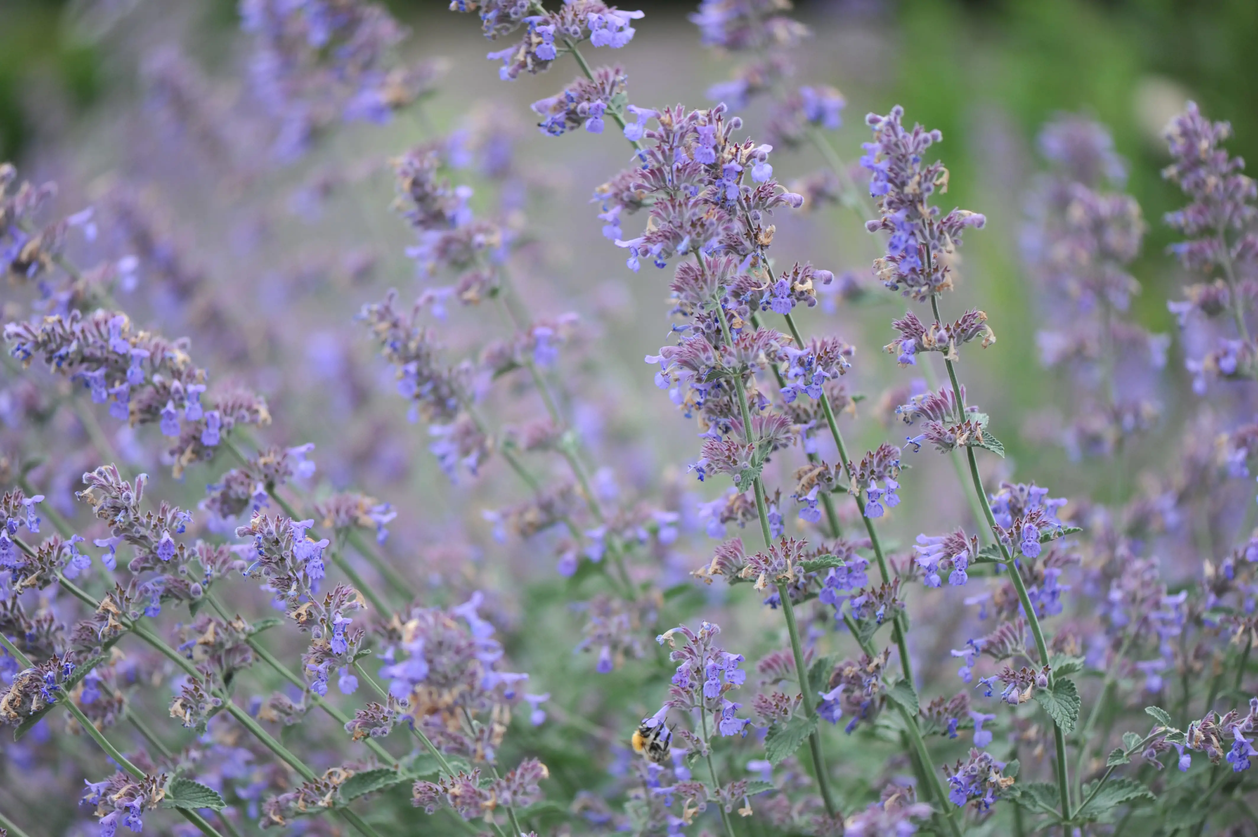shutterstock_1761366743 Nepeta-min.jpg