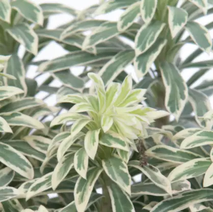 perennials.PNG