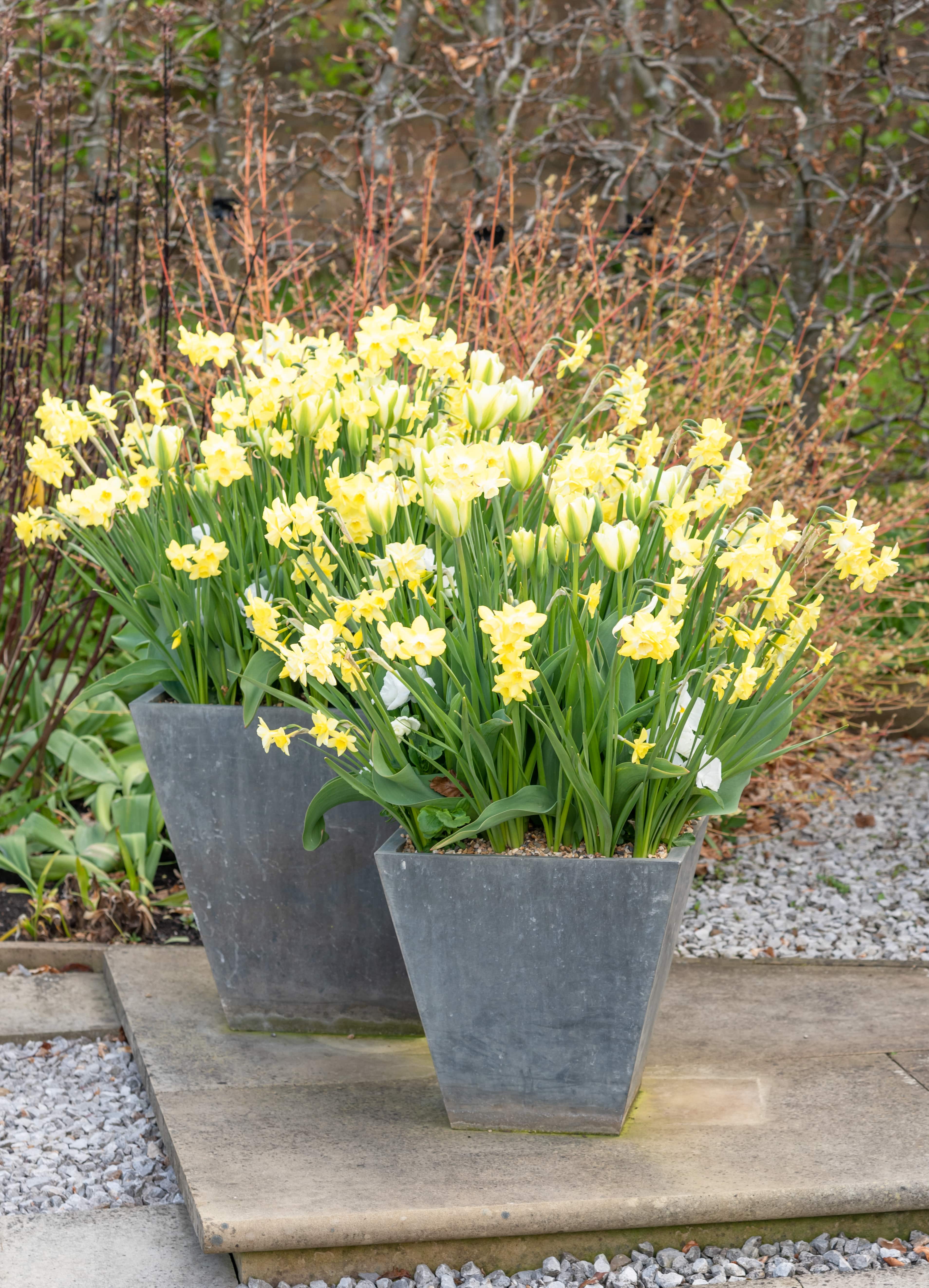 shutterstock_1973368358 Daffodils-min.jpg