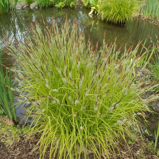 shutterstock_695964094 Carex elata â__Aureaâ__-min.jpg
