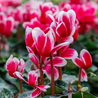 September Gardening
