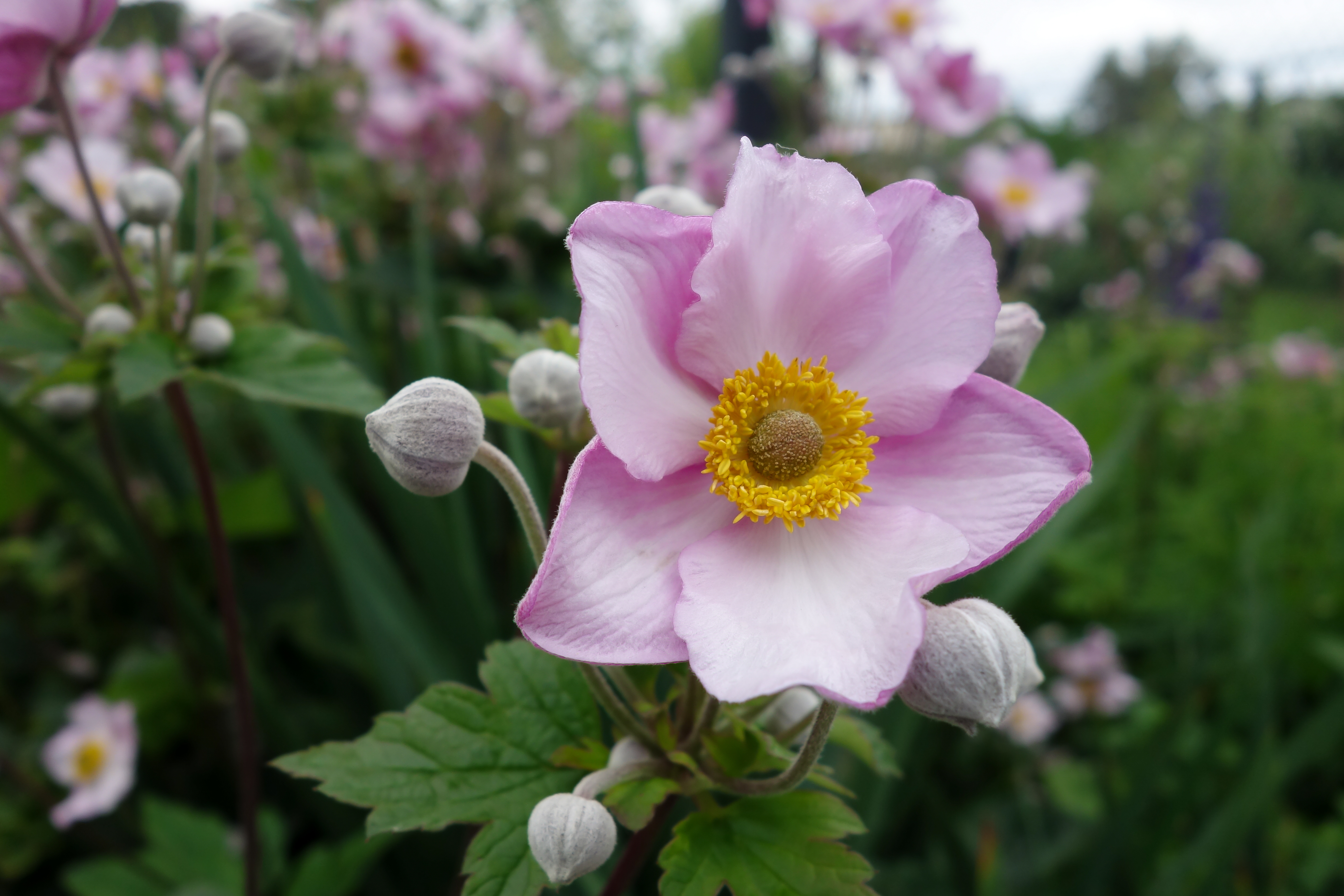 shutterstock_1563355801 Japanese Anemone.jpg
