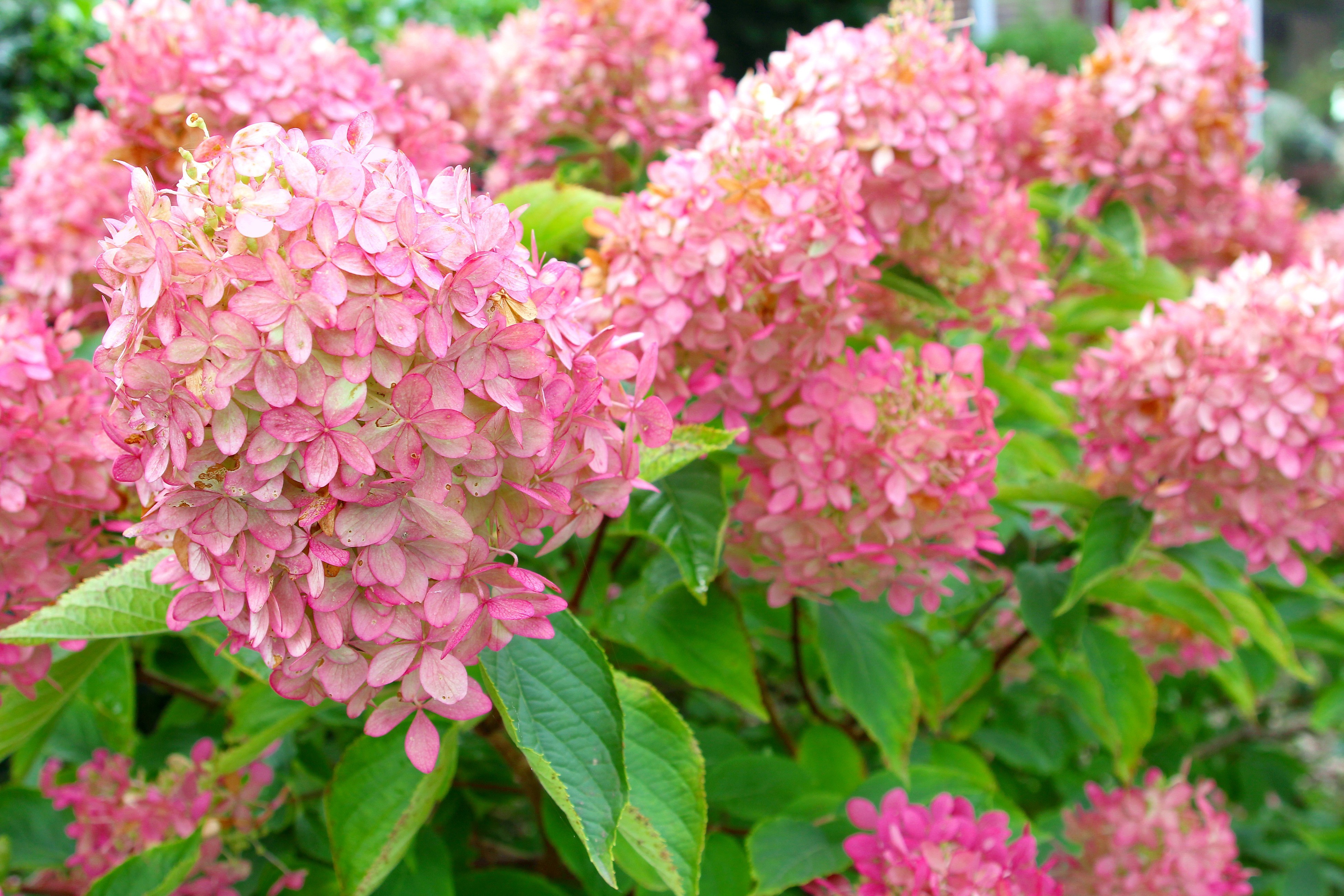 shutterstock_719427832 Hydrangea paniculata.jpg